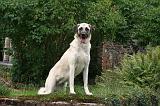 KANGAL 177